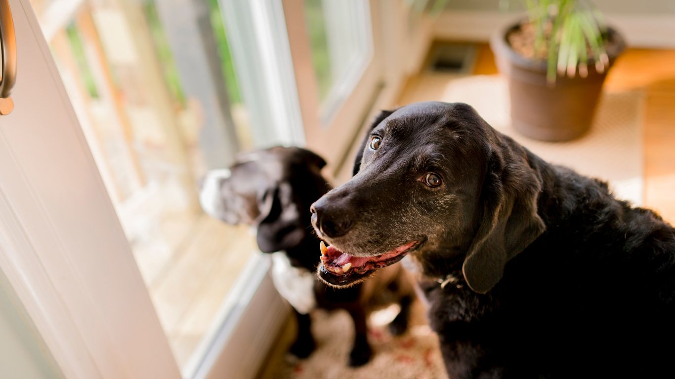 Tips for Socializing Your Dog with Other Pets