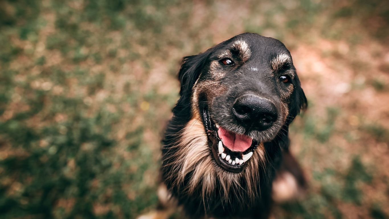 Understanding Canine Aging: A Guide for Pet Parents