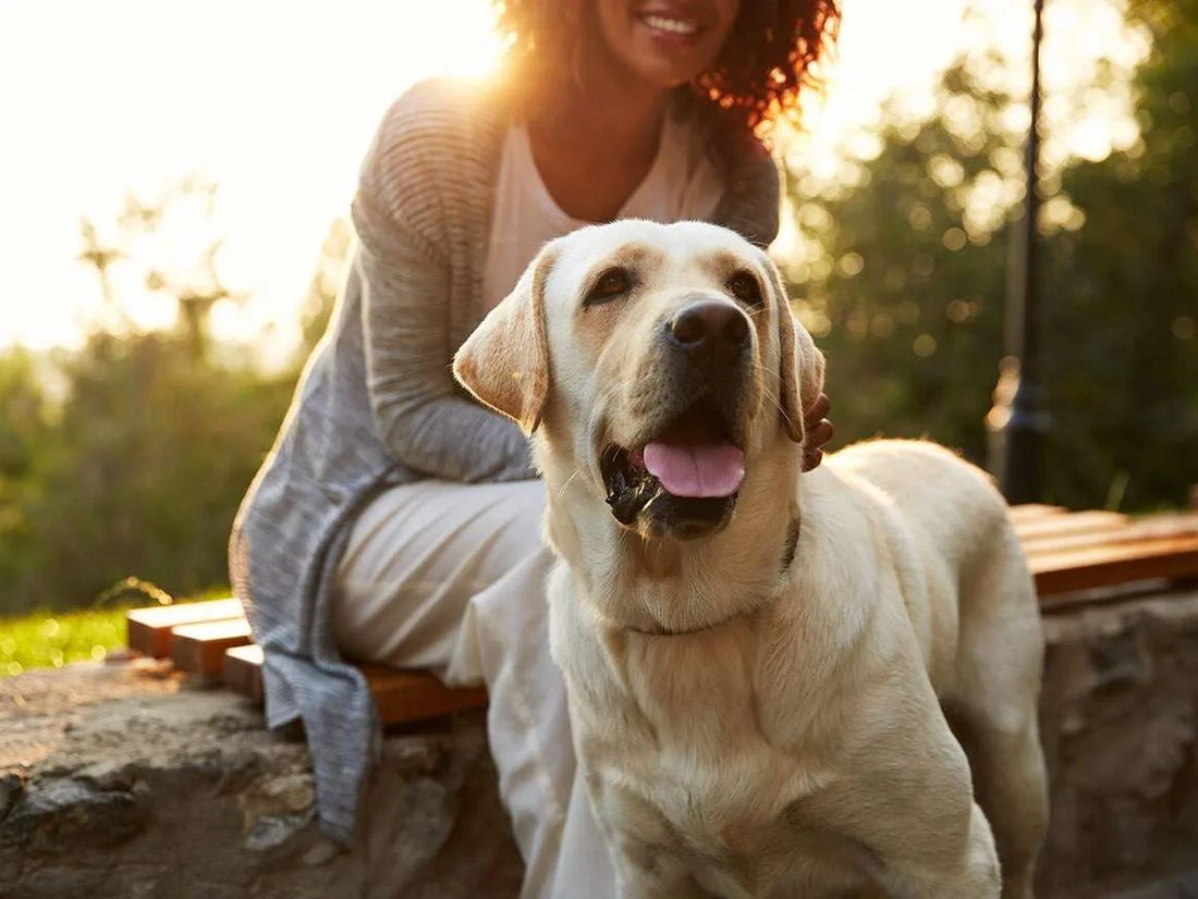 Introducing Leap Years – Helping aging dogs enjoy more vitality, engagement and healthspan