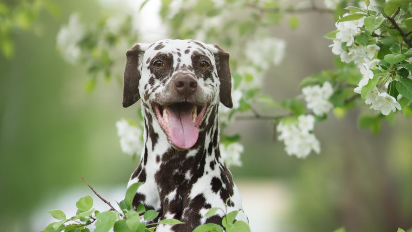 What Spring Reveals About Your Aging Dog’s Health