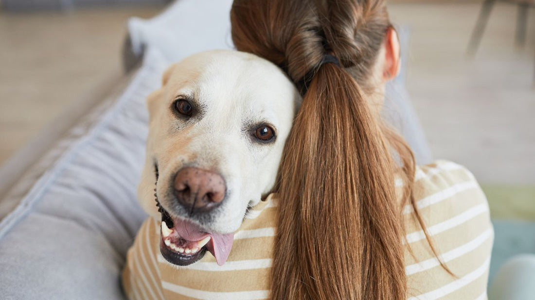 When should I think about healthy aging for my dog?