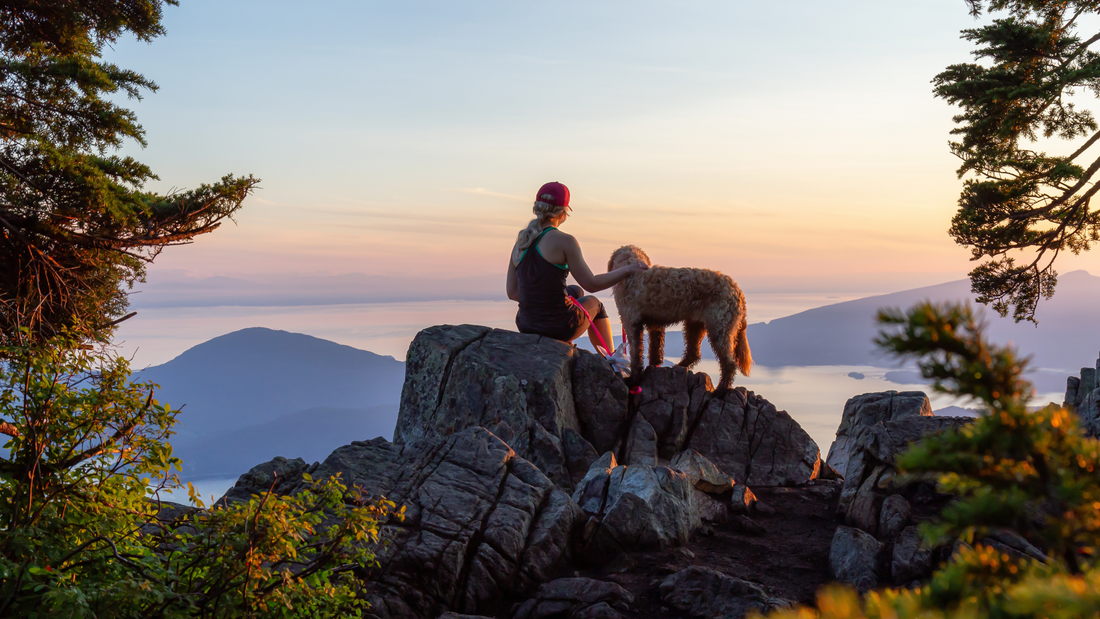 Understanding Healthspan vs. Lifespan: What It Means for Your Dog