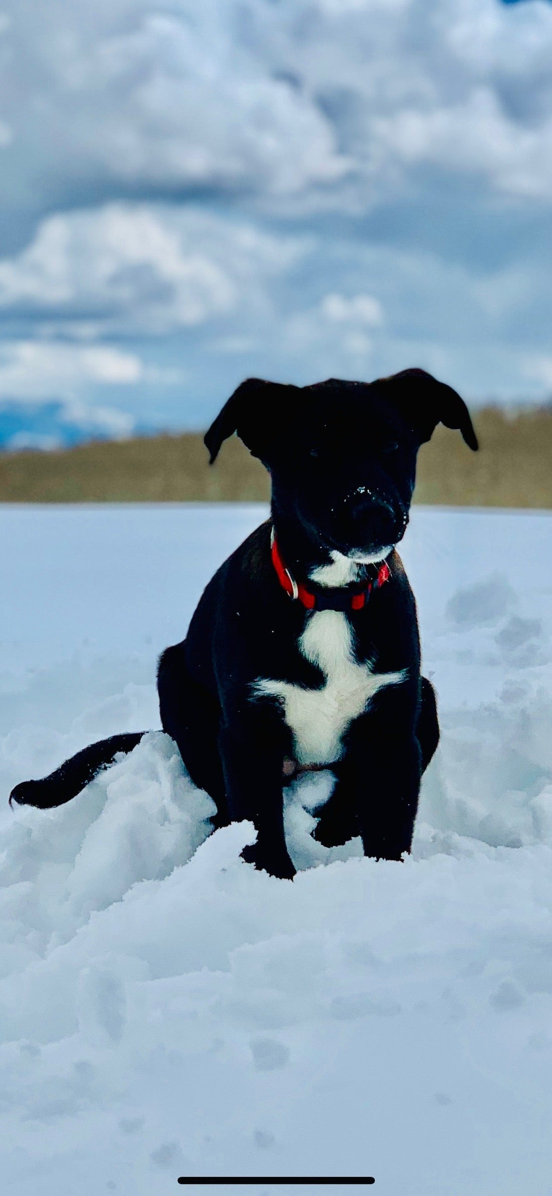 Paws on the Path: Cami and Billy’s Unbreakable Bond