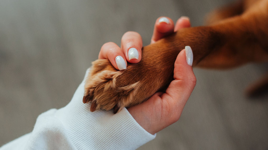 Crafting the Perfect Care Plan for Aging Dogs