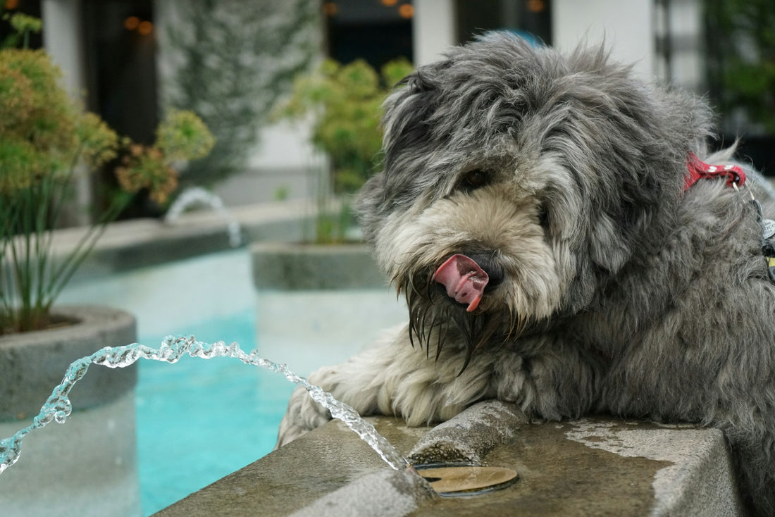 Hydration and Your Senior Dog: How to Keep Them Drinking Enough Water