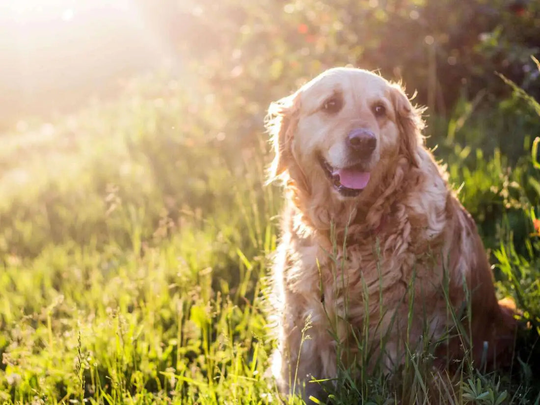 Eight ways to prepare your aging dog for their later years
