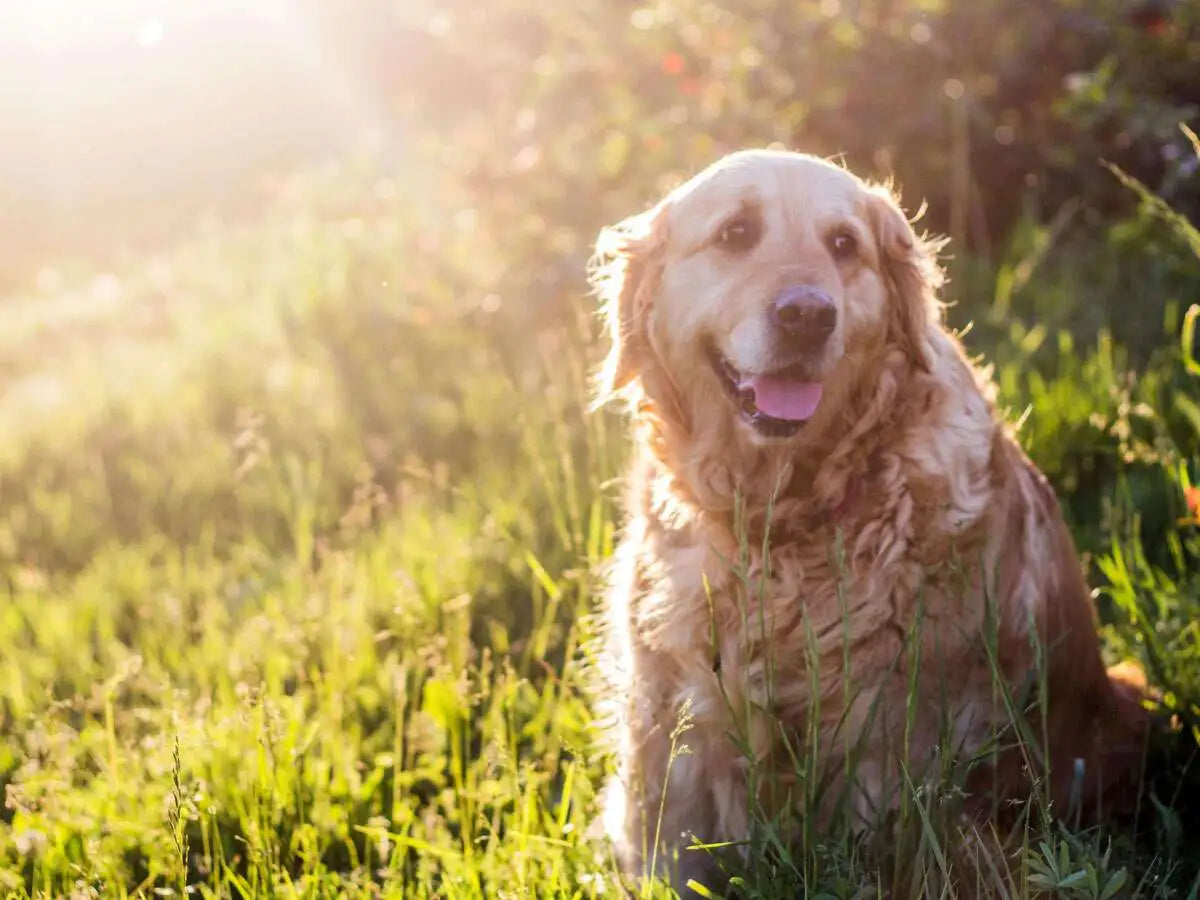 Eight ways to prepare your aging dog for their later years