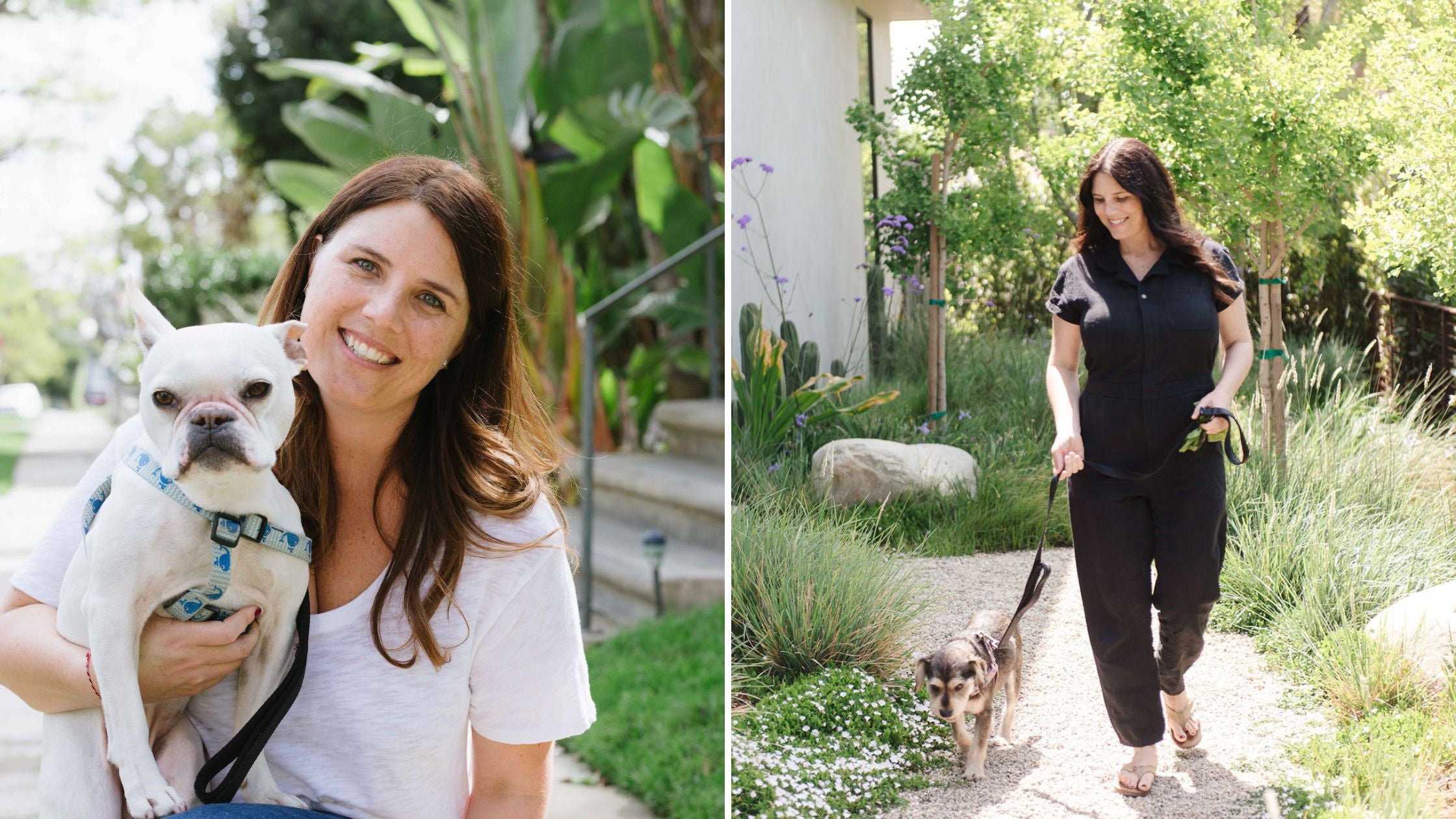 A Veterinarian’s Guide to Healthier Dog Aging