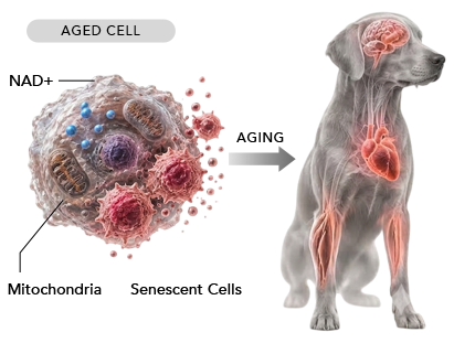 aged-cell-img