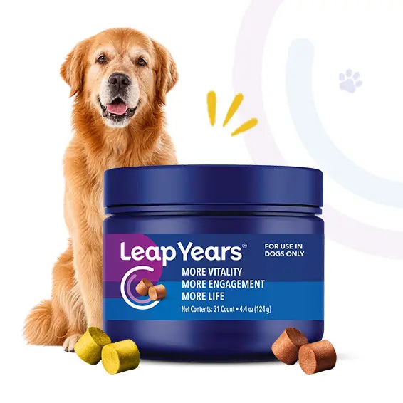 Senior golden retriever next to a jar of Leap Years chews