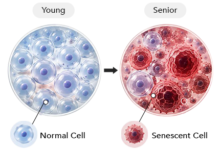 Younger tissue with normal cells next to older tissue with more senescent cells