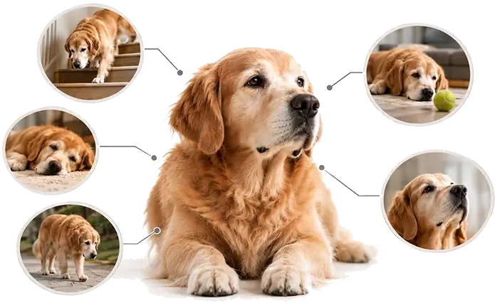 problem-sec-pet