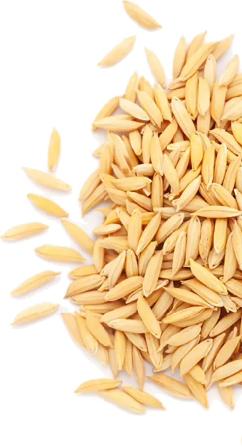 rice-bran