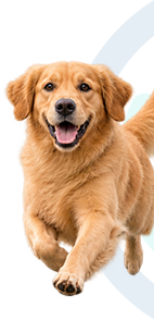 support-col-pet-img1-mob