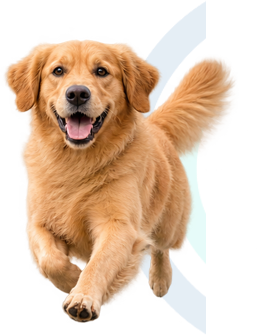 support-col-pet-img1