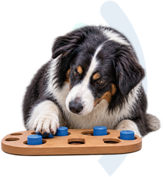 Senior dog working on a puzzle toy