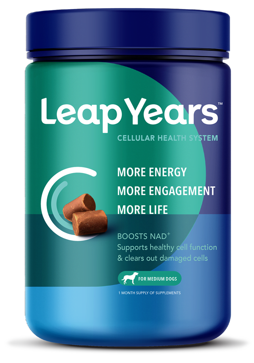Leap Years Senior Dog Supplement NAD+ Boosting More Life in Your Dog