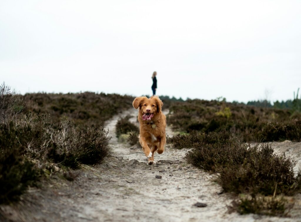 Dog Exercise