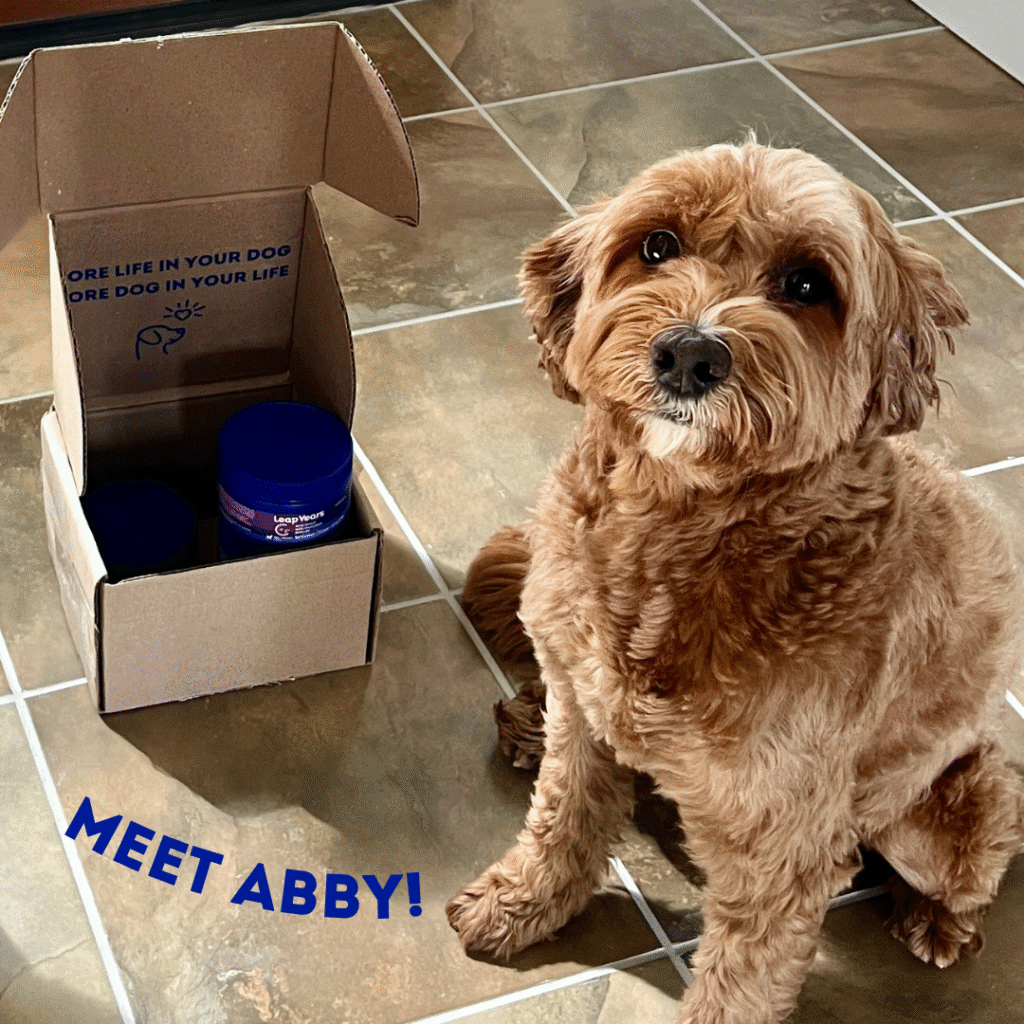 abby the dog