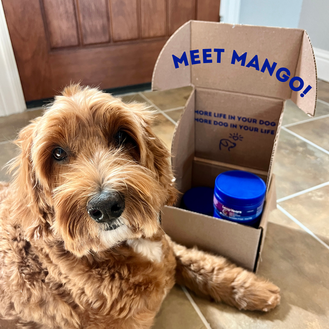 mango the dog