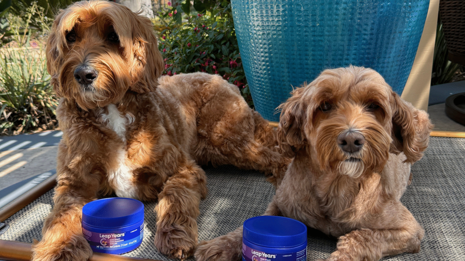 two labradoodles sitting on a day bed outside