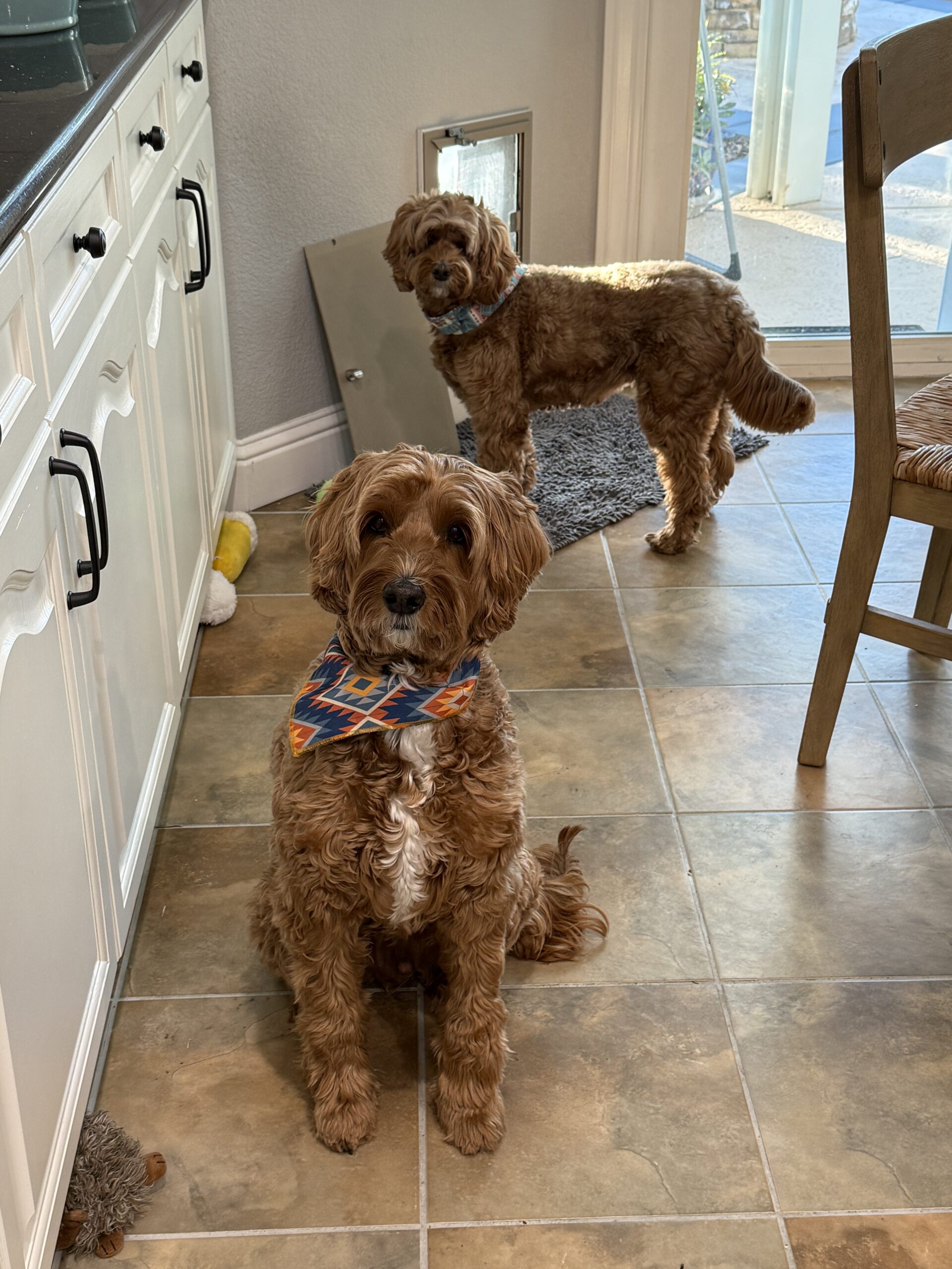two labradoodles sitting in the kitchen