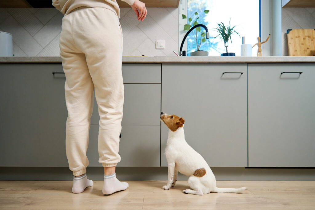 a small dog is eagerly begging for food, standing on its hind legs in a modern kitchen, while a person stands nearby.