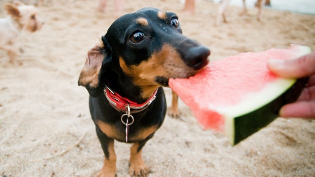 Dachshund eating watermelon
