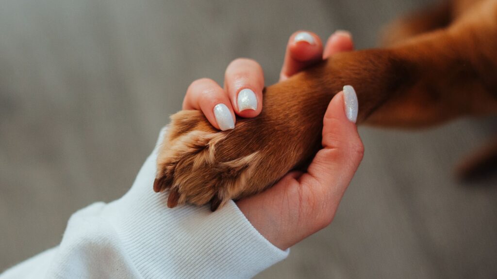 Pet parent holding dog's paw