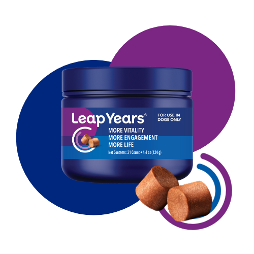 Transparent-background version of the Leap Years jar graphic with purple and navy circles and a pair of brown chews in front.
