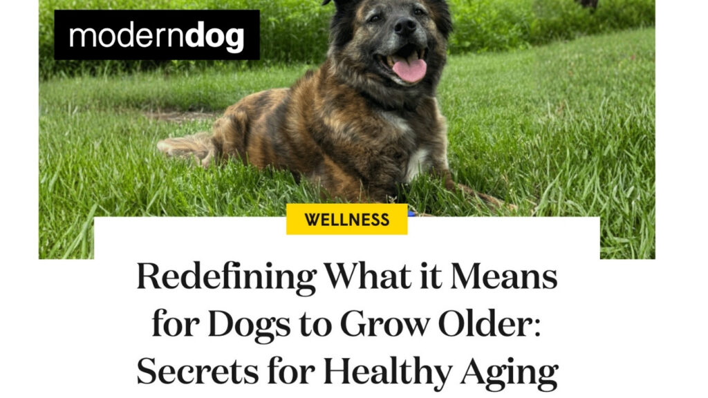 Modern Dog - Redifning What it Means for Dogs to Grow Older. Secrets for Healthy Aging