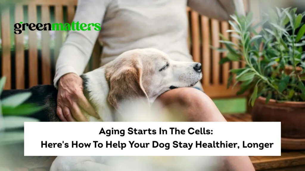 LeapYears featured In GreenMatters