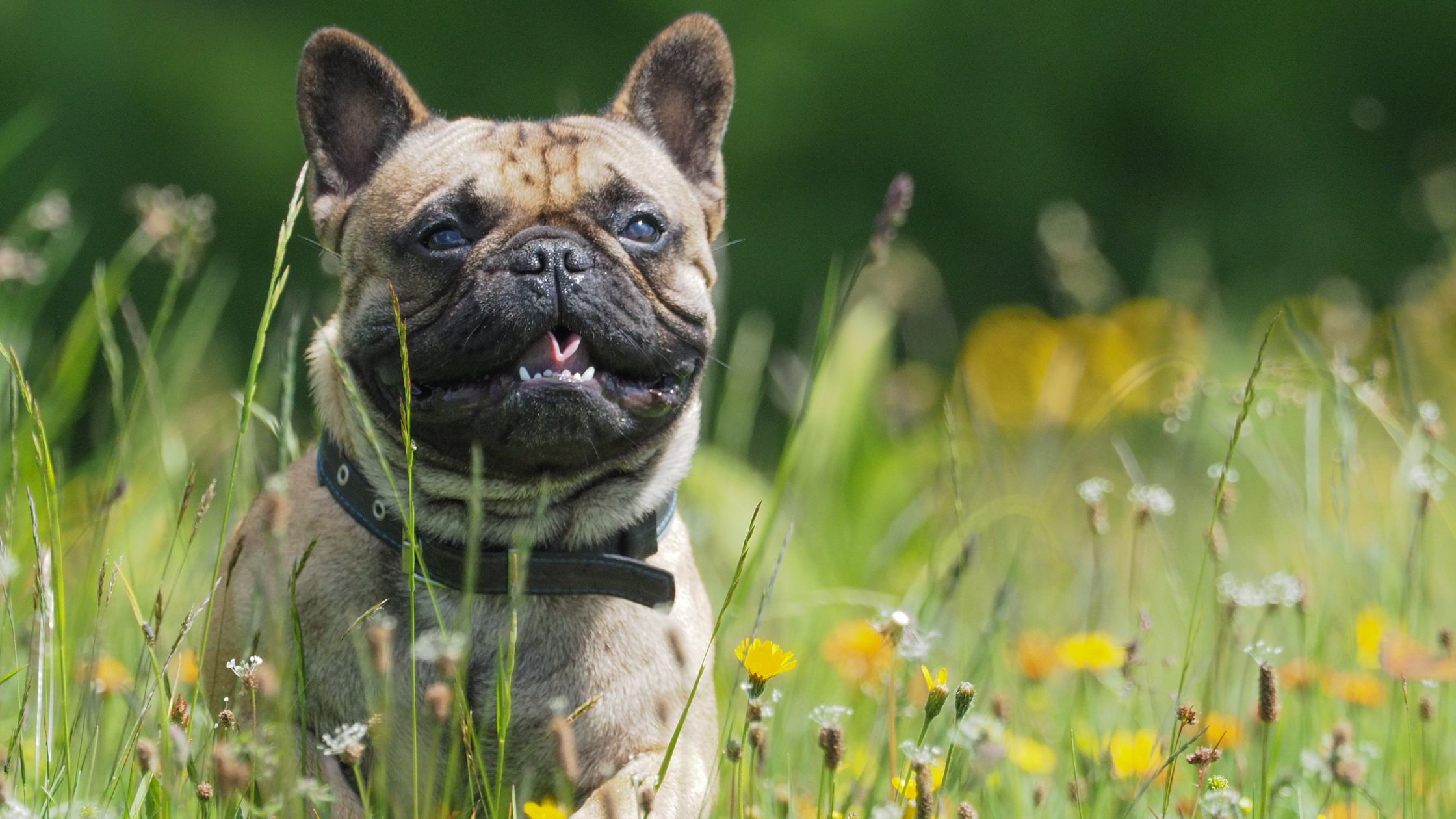spring allergies and aging in dogs