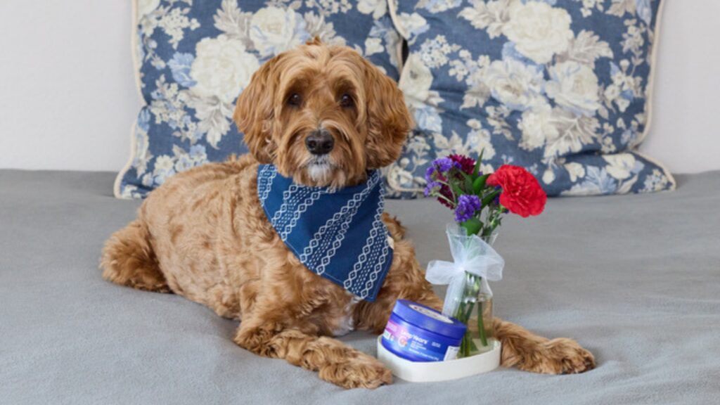 National Pet Day Blog Photo