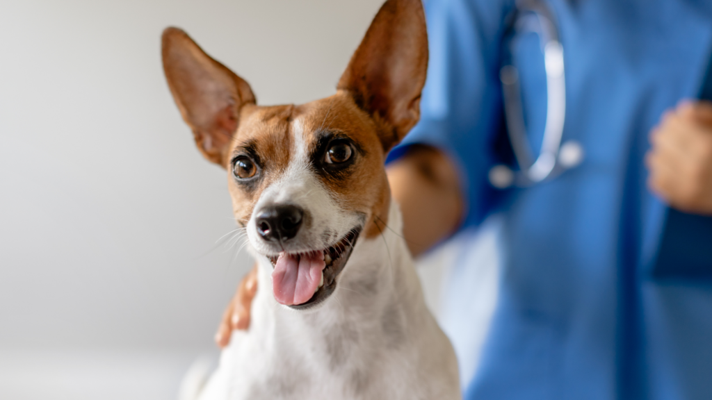 World Vet Day Blog Dog at Vet