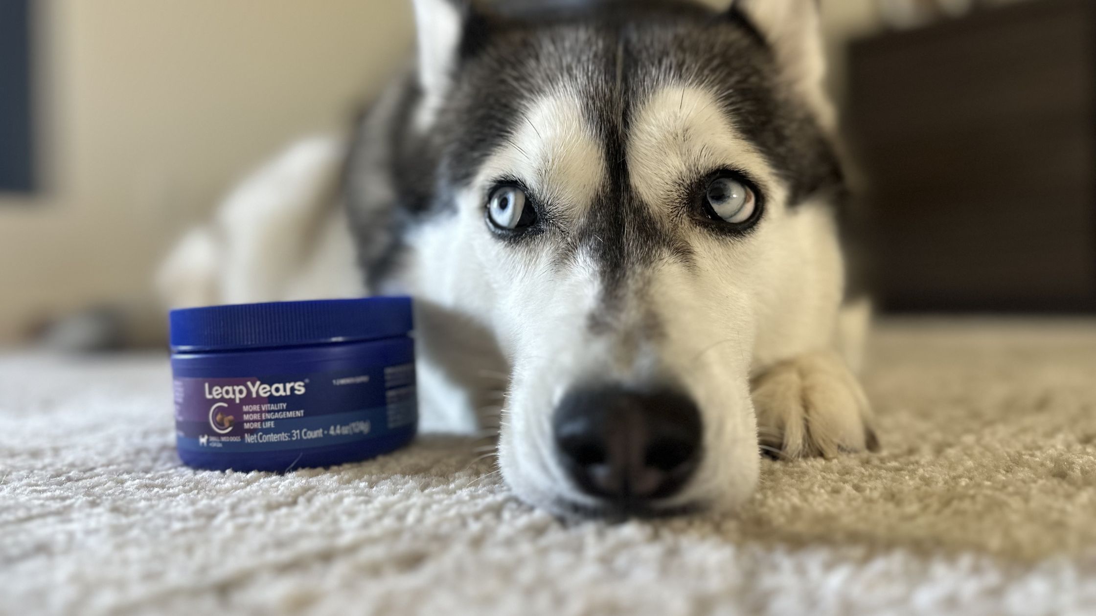 Husky Ava enjoying time outdoors