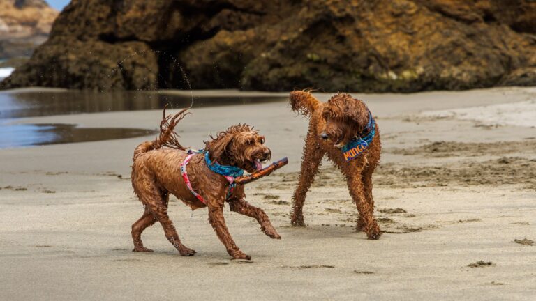 Mango and Abby on the rocky beach