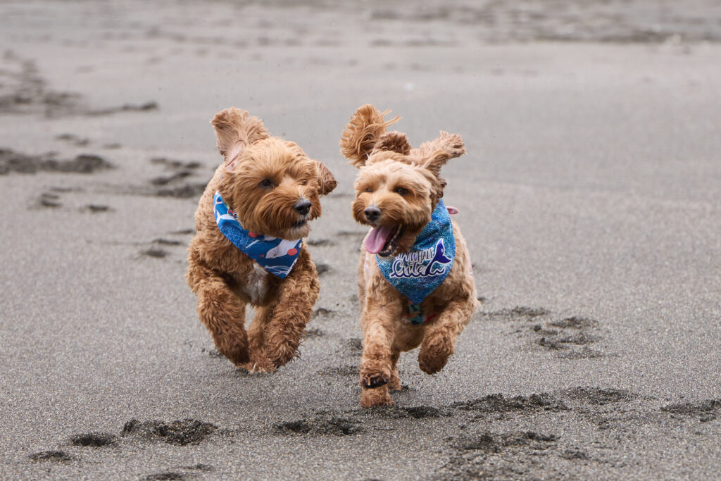 Mango and Abby running on the beach