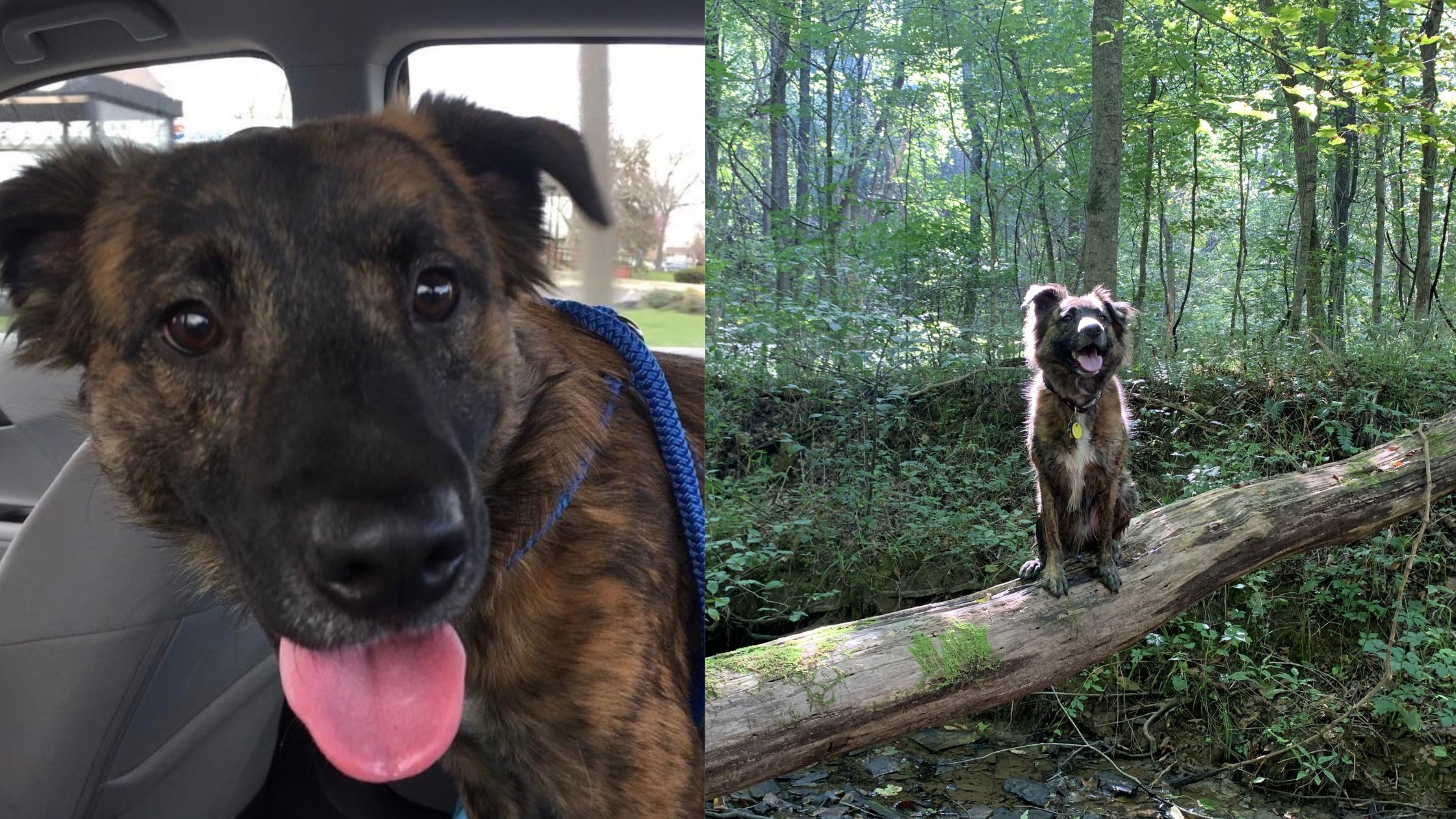 Mowgli exploring the trails