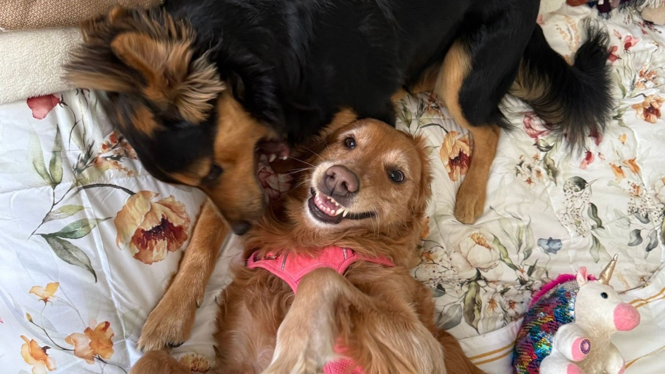 Ralston at home with Riggins, another dog in the household